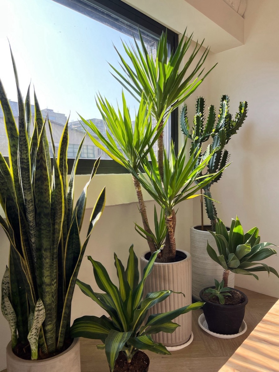 INNORA 基地，窗邊植栽一角